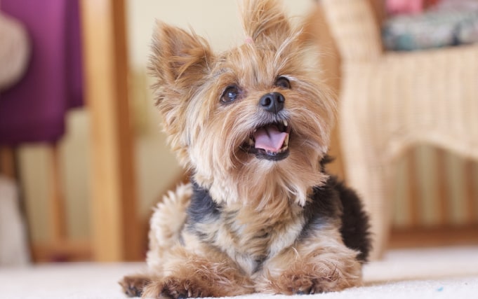 Dog Health_Banner2