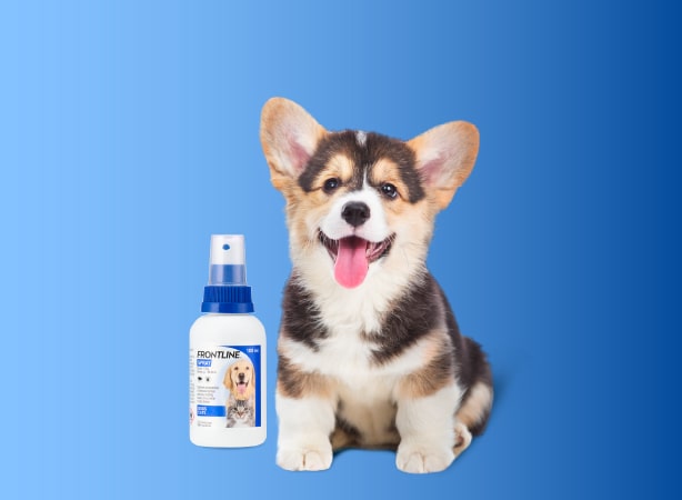 Cách sử dụng FRONTLINE<sup>®</sup> Spray bước 3