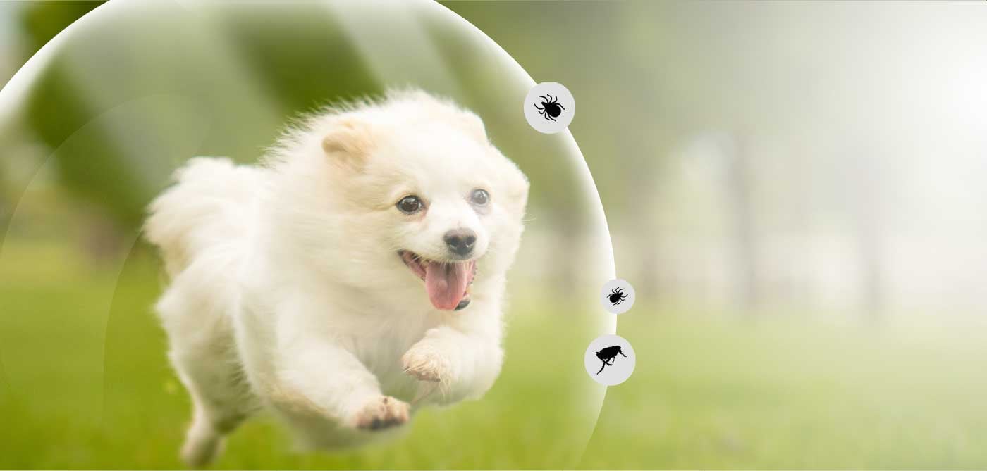 main-banner-desktop