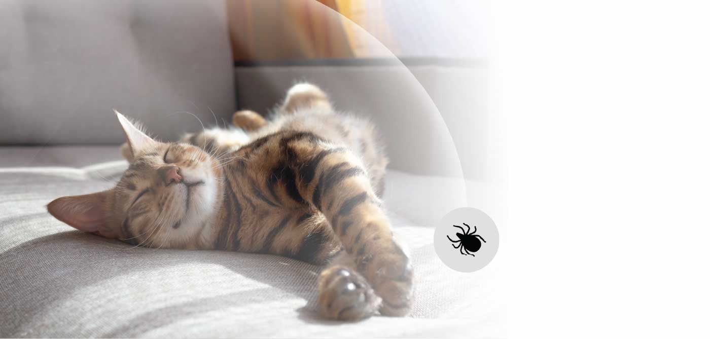 main-banner-desktop-home page-min.jpg