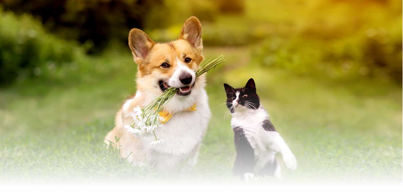 main-banner-desktop-min.jpg